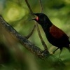 Lalocnik sedlaty - Philesturnus rufusater - North Island Saddleback - tieke 5452